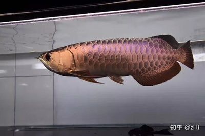 龍魚體內寄生蟲治療多久見效：龍魚體內寄生蟲治療多久見效，