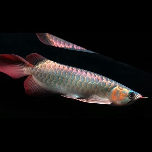 銀龍魚喂食量如何控制？