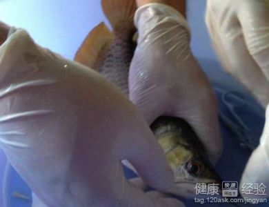 龍魚做完掉眼手術還是掉眼皮怎么辦：龍魚掉眼手術后仍然出現掉眼皮的情況，可能是多種因素造成的