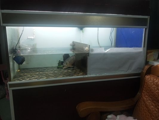 龍魚缸寬度 金龍：關于金龍魚魚缸寬度的具體介紹