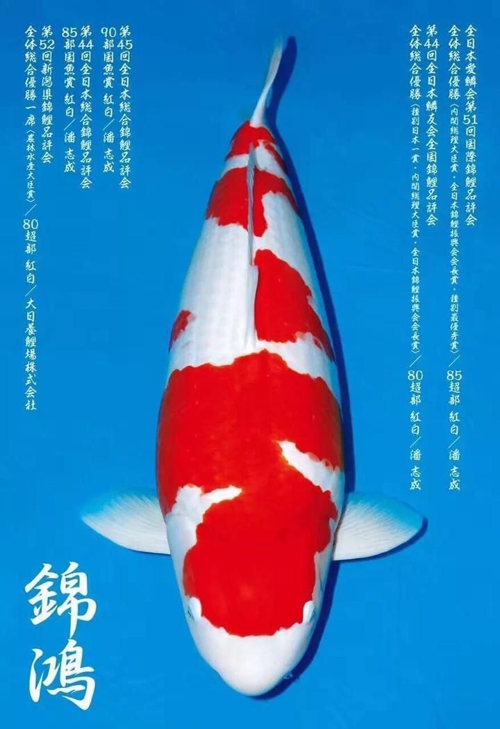 錦鯉最吉利的四個顏色