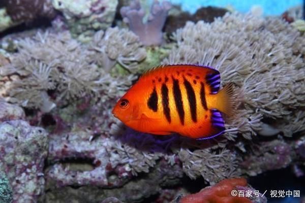 選購觀賞魚時應注意哪些細節：如何選購觀賞魚