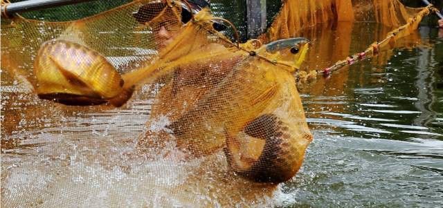 如何在攝圖網(wǎng)找到龍魚壁紙？