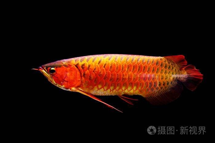 如何在攝圖網(wǎng)找到龍魚壁紙？