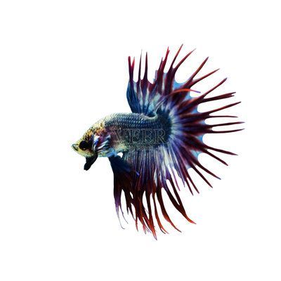 金龍魚吃什么上色：金龍魚吃什么上色快