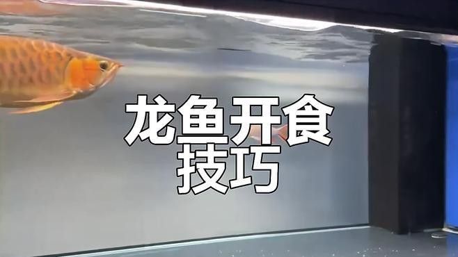 龍魚改口期間需要喂多少食物