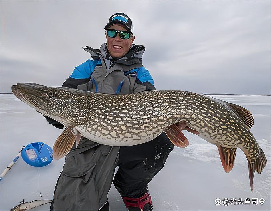 天山龍魚是不是狗魚的一種