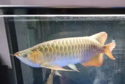 龍魚(yú)價(jià)格最貴的魚(yú)是什么魚(yú)：目前市場(chǎng)上最貴的兩種龍魚(yú)品種是什么？