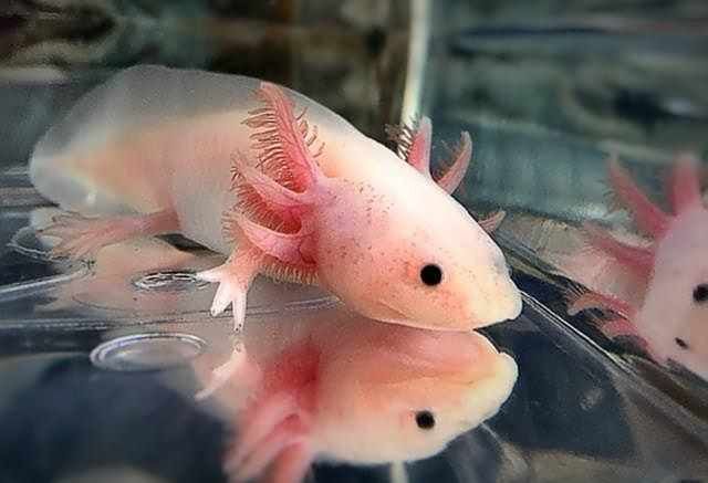 如何判斷六角恐龍是否假死？