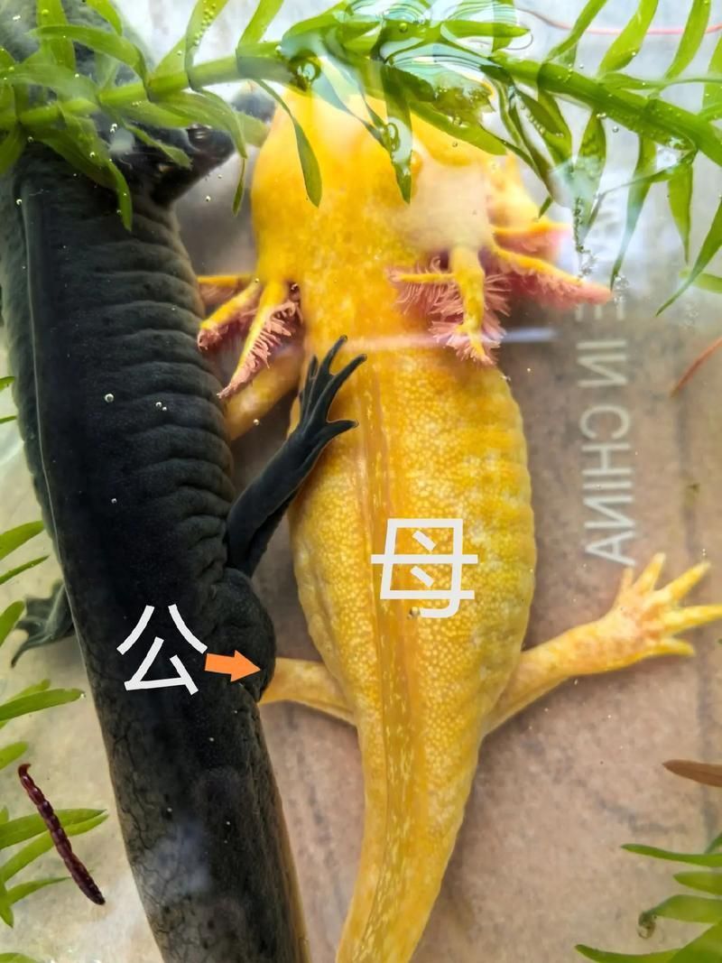 六角龍魚懷孕照片