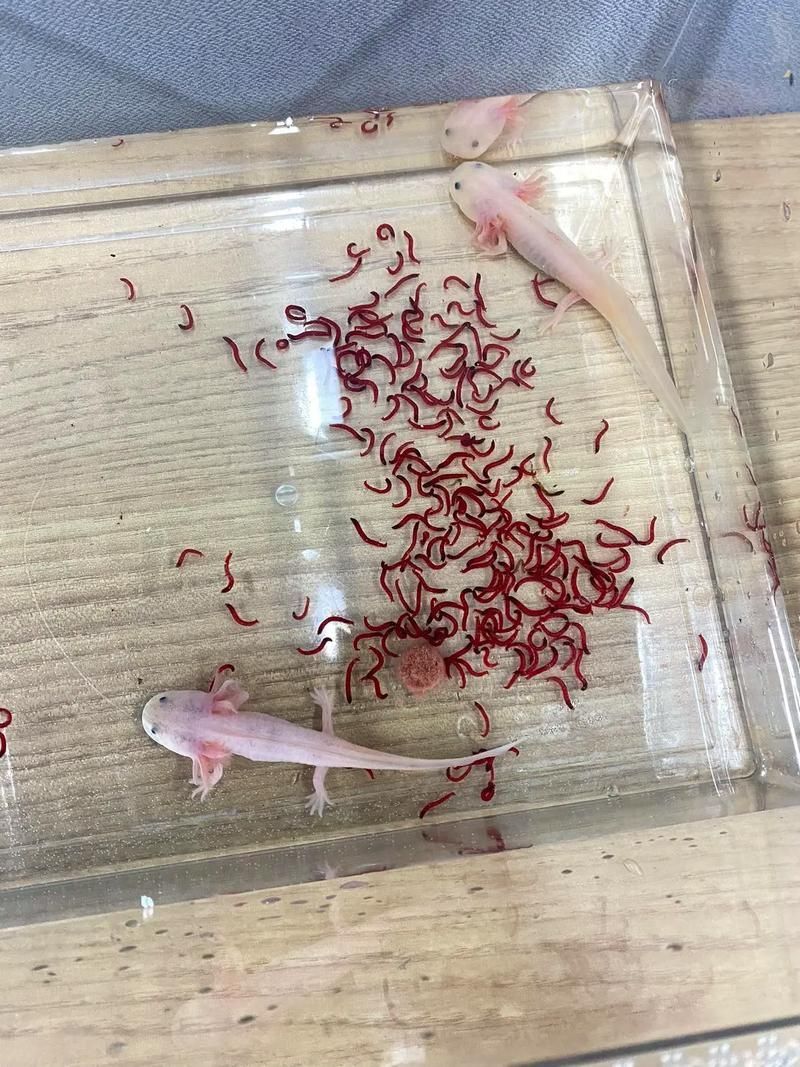 六角龍魚懷孕照片