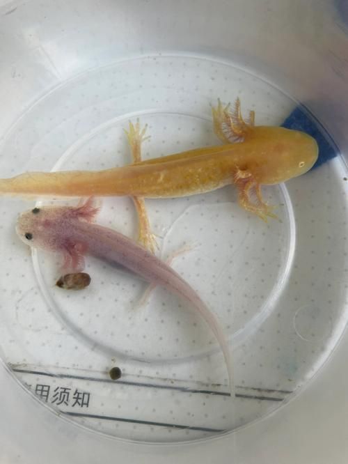 六角龍魚懷孕照片