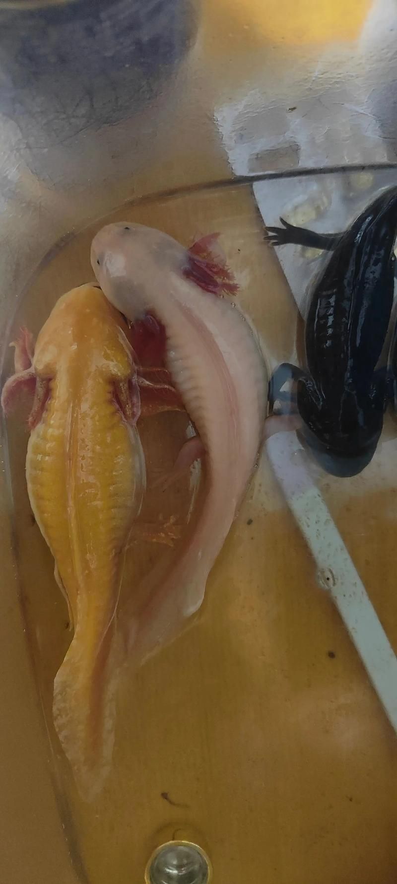 六角龍魚懷孕照片