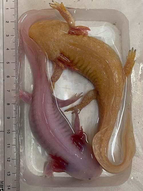 六角龍魚懷孕照片