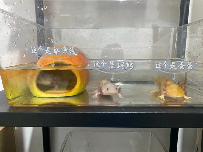 六角龍魚懷孕照片