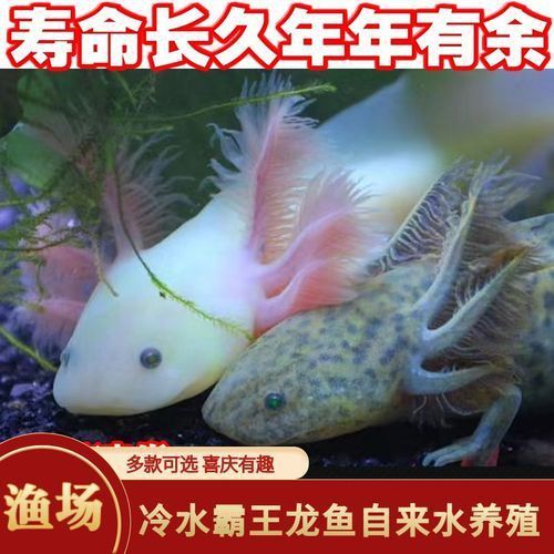 六角龍魚懷孕照片