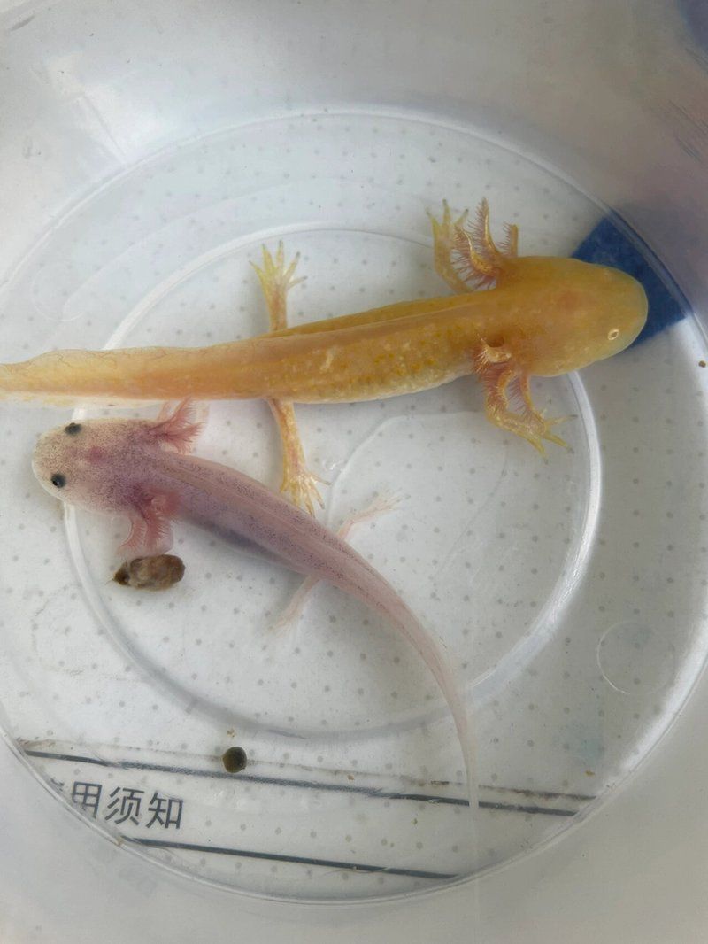 六角龍魚懷孕照片