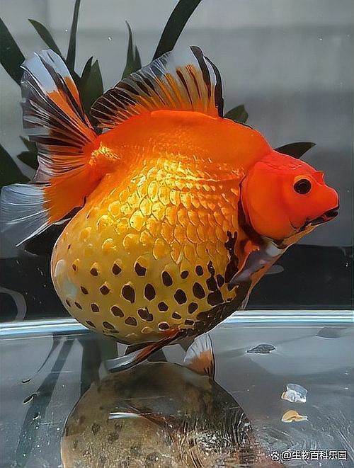 六角龍魚懷孕照片