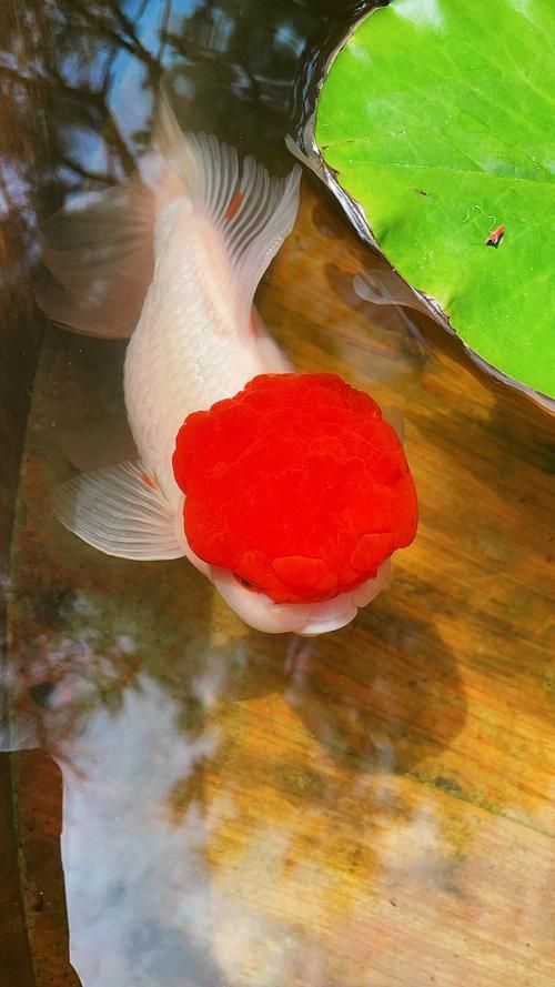 十大最漂亮金魚圖片 十大最漂亮金魚圖片 龍魚百科 第2張