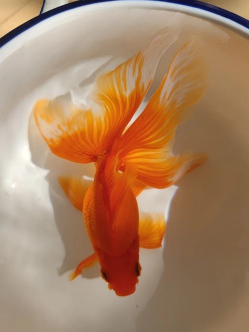 十大最漂亮金魚圖片 十大最漂亮金魚圖片 龍魚百科 第4張