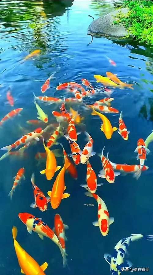 十大最漂亮金魚圖片 十大最漂亮金魚圖片 龍魚百科 第9張