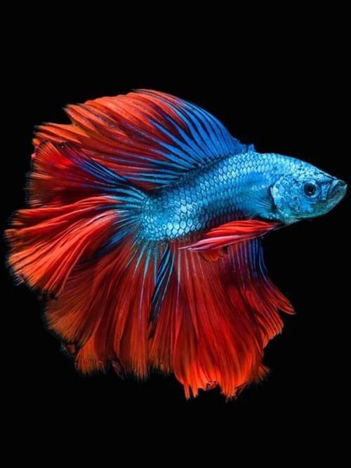 十大最漂亮金魚圖片 十大最漂亮金魚圖片 龍魚百科 第16張