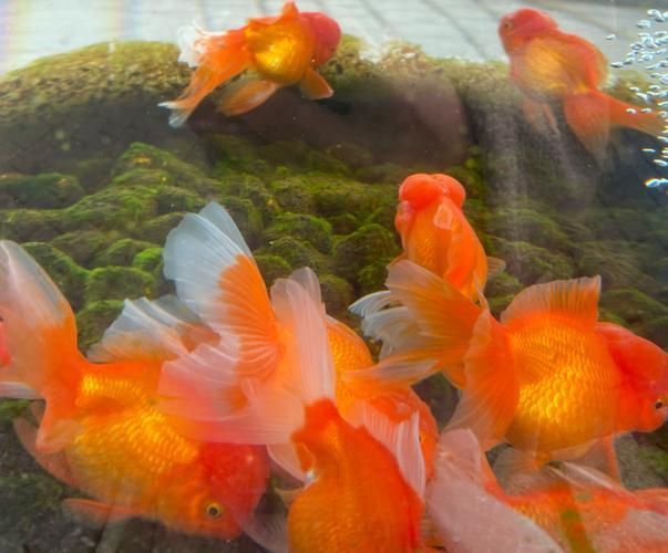 十大最漂亮金魚圖片 十大最漂亮金魚圖片 龍魚百科 第13張