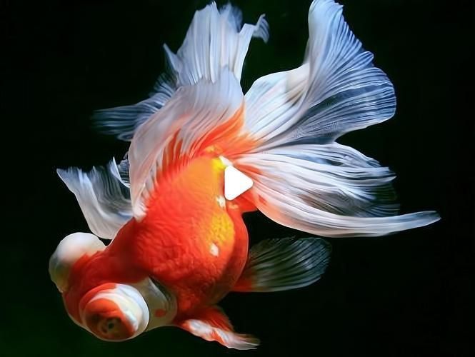 十大最漂亮金魚圖片 十大最漂亮金魚圖片 龍魚百科 第25張