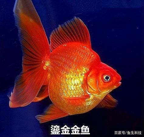 十大最漂亮金魚圖片 十大最漂亮金魚圖片 龍魚百科 第30張