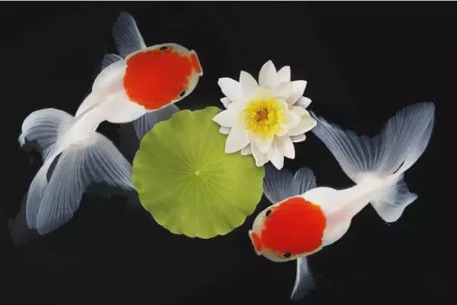 十大最漂亮金魚圖片 十大最漂亮金魚圖片 龍魚百科 第31張