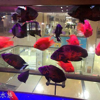 金龍魚出售網