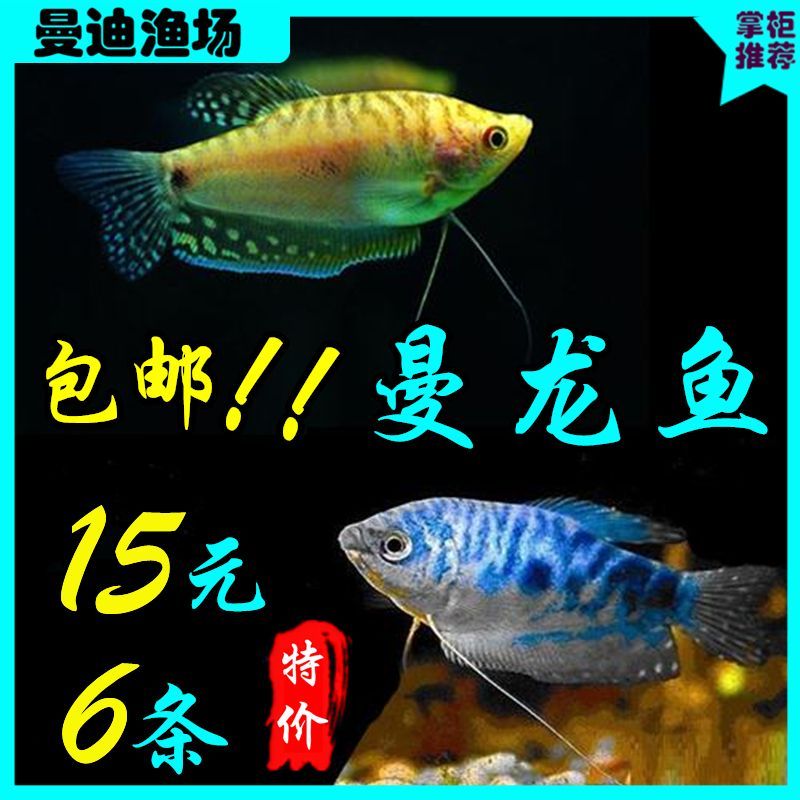 龍魚漁場四大品牌是什么意思?。宏P于龍魚漁場的四大品牌