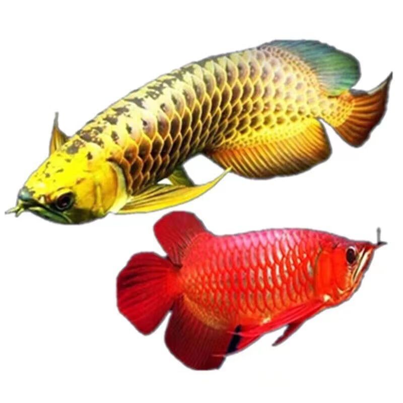 龍魚漁場四大品牌是什么意思?。宏P于龍魚漁場的四大品牌