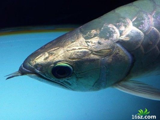 養(yǎng)龍魚要背景還是透明缸好看：養(yǎng)龍魚時，選擇背景還是透明缸各有利弊