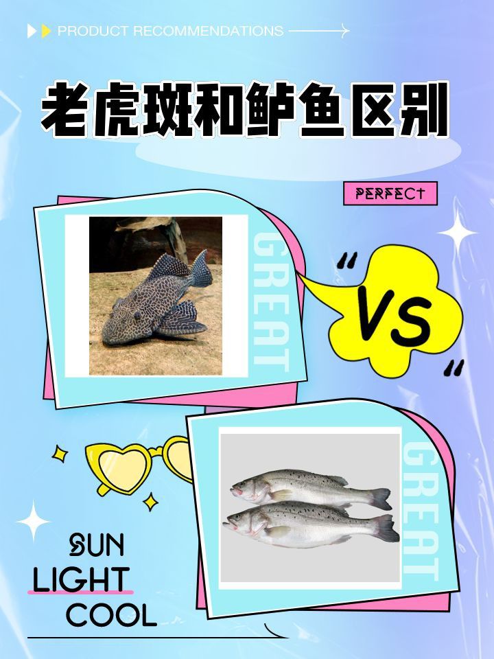 老虎魚鱸魚