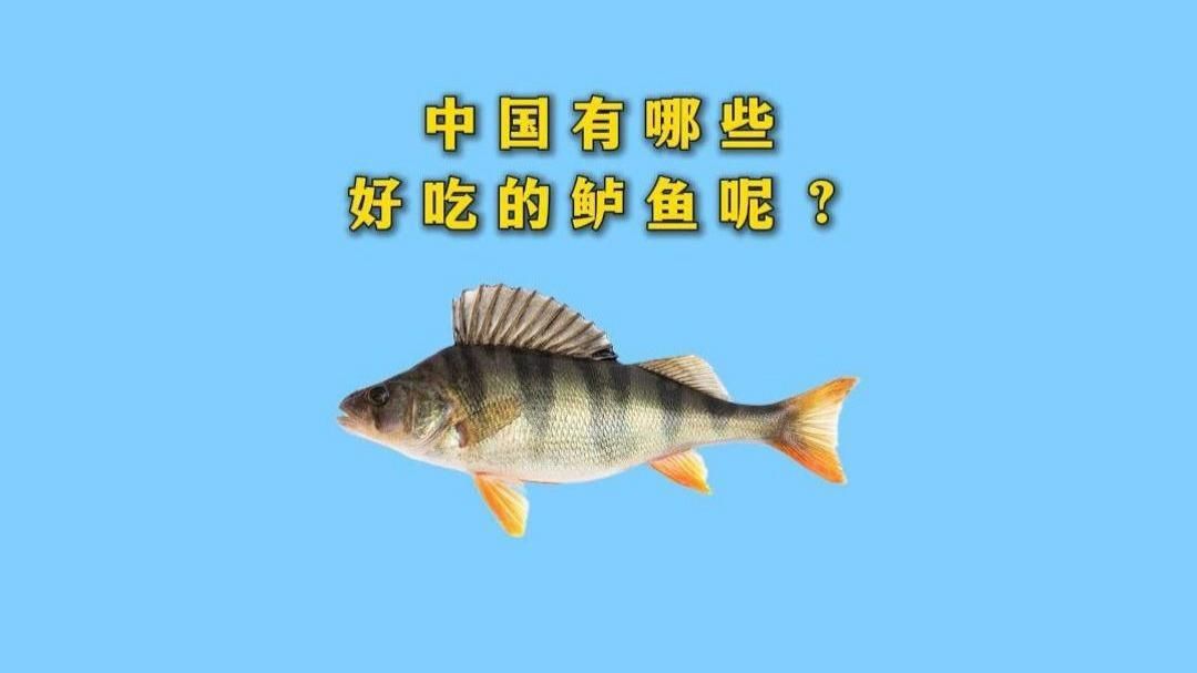老虎魚鱸魚