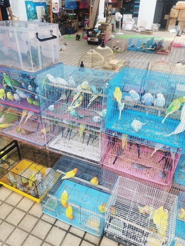 龍崗觀賞魚批發(fā)市場