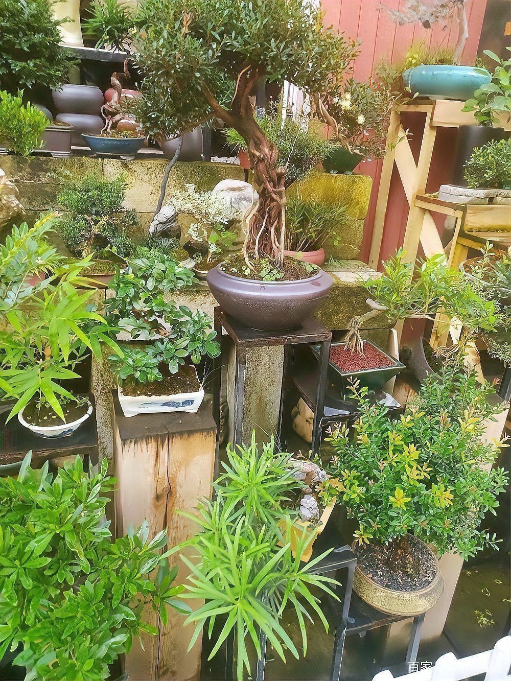 龍崗觀賞魚批發(fā)市場
