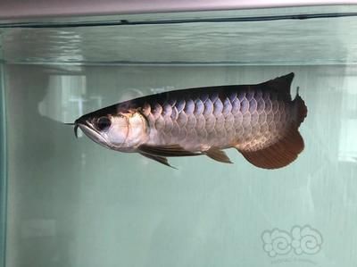 紅龍魚到家?guī)滋煳故匙詈媚兀t龍魚到家后什么時(shí)候開始喂食？）