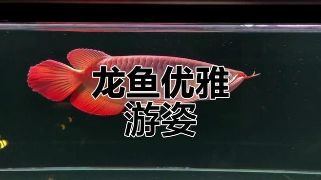 有沒有更多動態龍魚壁紙？