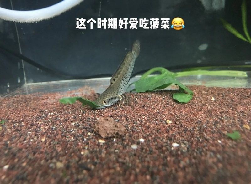 雷龍魚苗多久長(zhǎng)大的