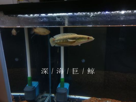 黑魔神雷龍魚繁殖（黑魔神雷龍魚的繁殖）