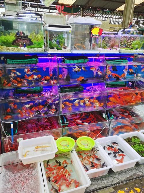 這些觀賞魚的市場供應情況如何？