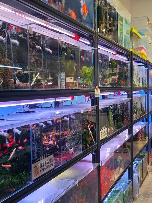 這些觀賞魚的市場供應情況如何？