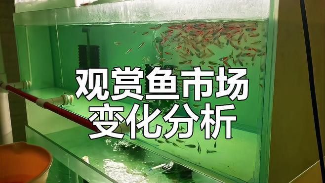 這些觀賞魚的市場供應情況如何？