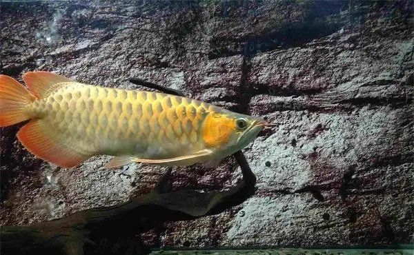 龍魚拉弗便