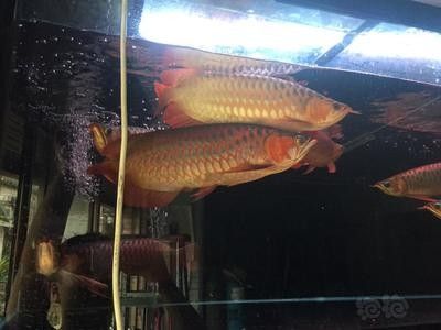 龍魚的水溫變化過快：如何檢測魚缸水溫，龍魚換水最佳時機，龍魚疾病預(yù)防方法