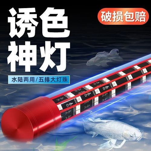 銀龍魚需要哪些照明設備？