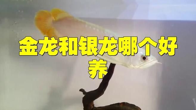 銀龍魚和金龍魚哪個好