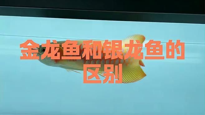 銀龍魚和金龍魚哪個好